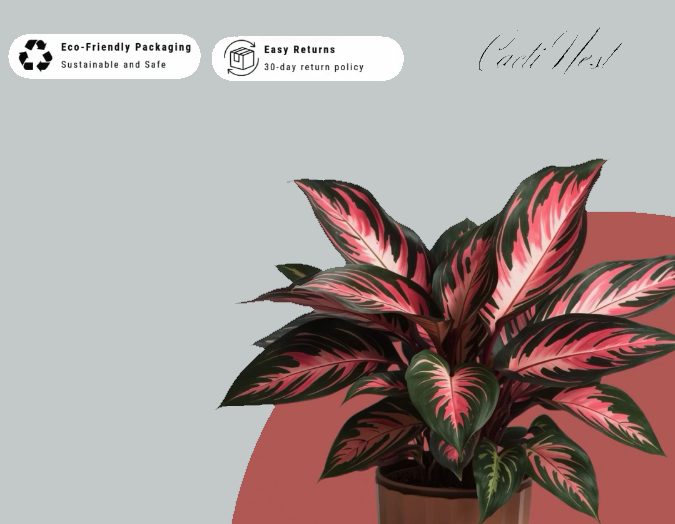 Cactinest online plant store